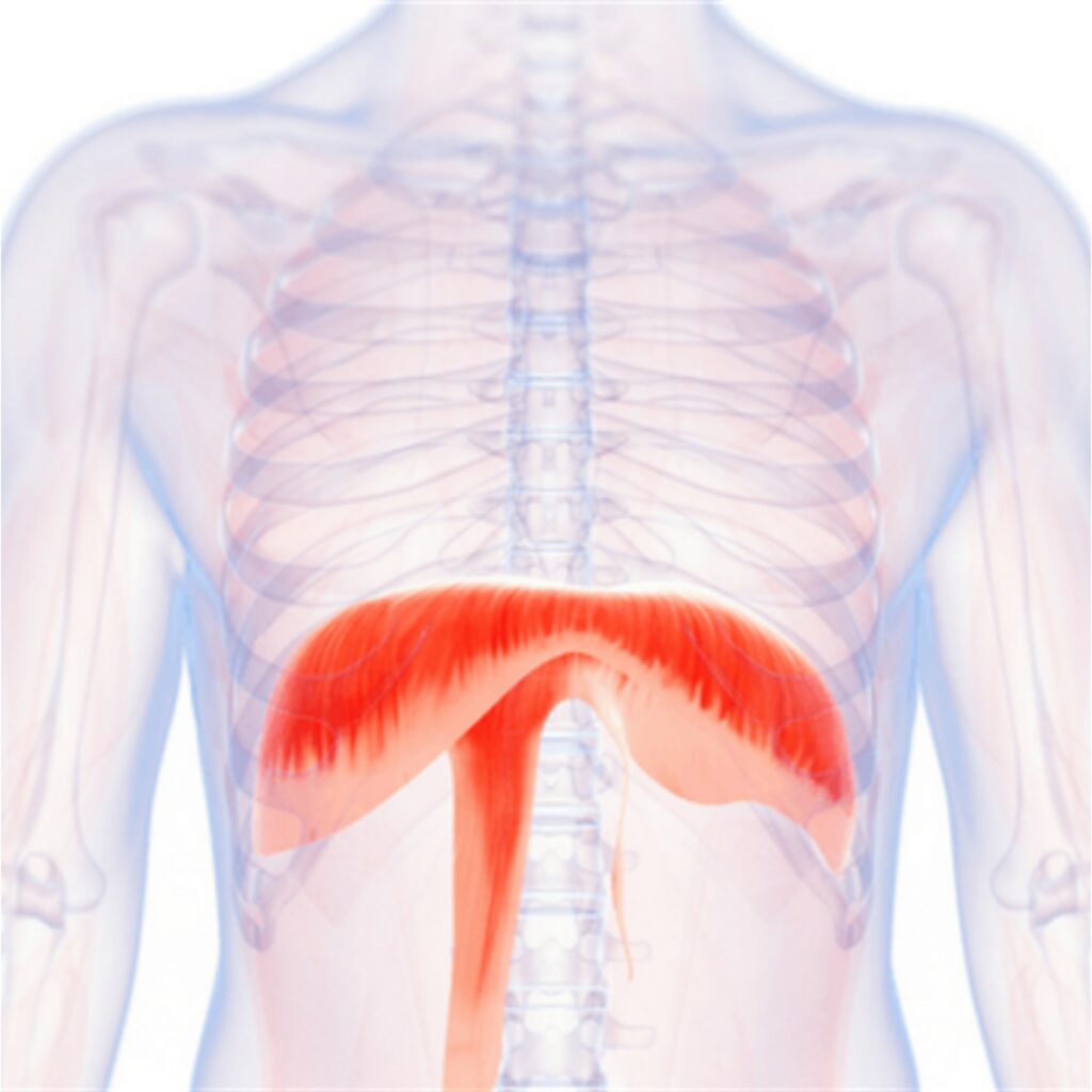 masieru akadēmija online video kursi - Torakālās diafragmas ietekme uz pašsajūtu-1